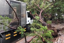 Cây phượng vĩ gần trường đại học bật gốc đổ đè xe tải