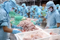 VASEP: Khả năng xuất khẩu cá tra sang thị trường EU tiếp tục giảm trong tháng tới