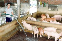 Công nghệ xử lý yếm khí nước thải giàu hữu cơ