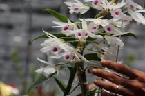 Cần nhìn nhận đúng về lan đột biến