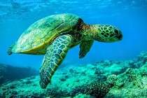 5 loài rùa biển quý hiếm của Việt Nam liệt kê trong Sách Đỏ