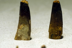 Ngắm bộ sưu tập hóa thạch khủng long có 1-0-2 ở Hà Nội
