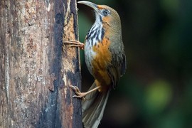 Chiêm ngưỡng các loài chim khướu mỏ cong độc lạ của Việt Nam