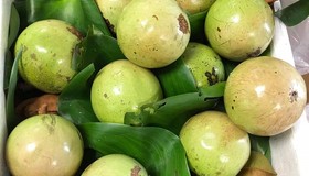 Vú sữa giảm giá gần 25.000 đồng/kg
