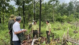 Hơn 500 vụ phá, lấn chiếm đất rừng trái phép với diện tích hơn 360 ha 