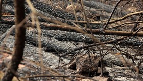 4 nghi can gây cháy rừng ở Nghệ An được Công an mời làm việc