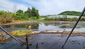 Lâm Đồng: 50 hộ dân phản đối trại heo xả thải gây ô nhiễm 