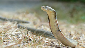 Nọc độc rắn hổ nguy hiểm thế nào?