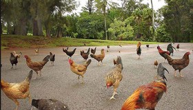 Kỳ lạ hòn đảo có hàng nghìn con gà chạy rông nhưng không ai ăn