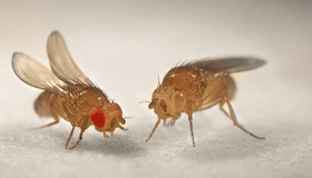 Khám phá bất ngờ về loài ruồi giấm 