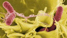 Vi khuẩn Salmonella và E.coli nguy hiểm thế nào?