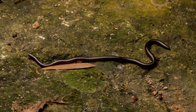  Loài rắn mù quý hiếm tuyệt tích 172 năm bất ngờ tái xuất