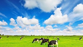 Nutifood đã nhập thêm 3.300 con bò thuần chủng HF