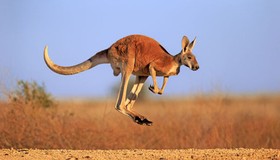 Top 7 loài động vật nhảy xa nhất thế giới, bất ngờ số 1