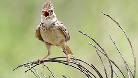 Thú vị loài chim có giọng hót mê hoặc, sắc lông thay đổi theo vùng