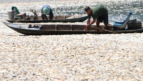 Đồng Nai: Công an vào cuộc vụ cá chết nổi trắng hồ Sông Mây 