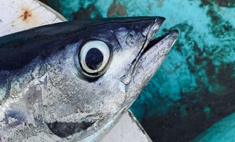 Độc đáo món đặc sản mắt cá ngừ đại dương ở Phú Yên