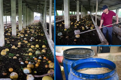 Trang trại cây ăn quả doanh thu tiền tỷ ở Hà Tĩnh