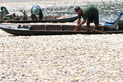 Đồng Nai: Công an vào cuộc vụ cá chết nổi trắng hồ Sông Mây 