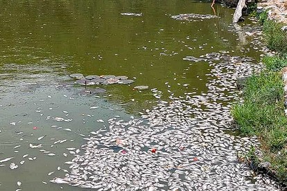 Vụ cá chết ở hồ sinh thái Bàu Sen: Kết quả xét nghiệm mẫu nước