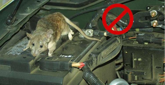 Cách chống chuột vào khoang máy ôtô trong mùa đông