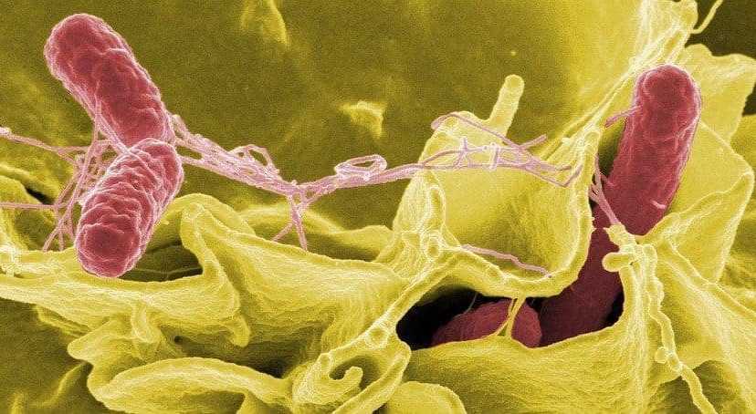 Vi khuẩn Salmonella và E.coli nguy hiểm thế nào?