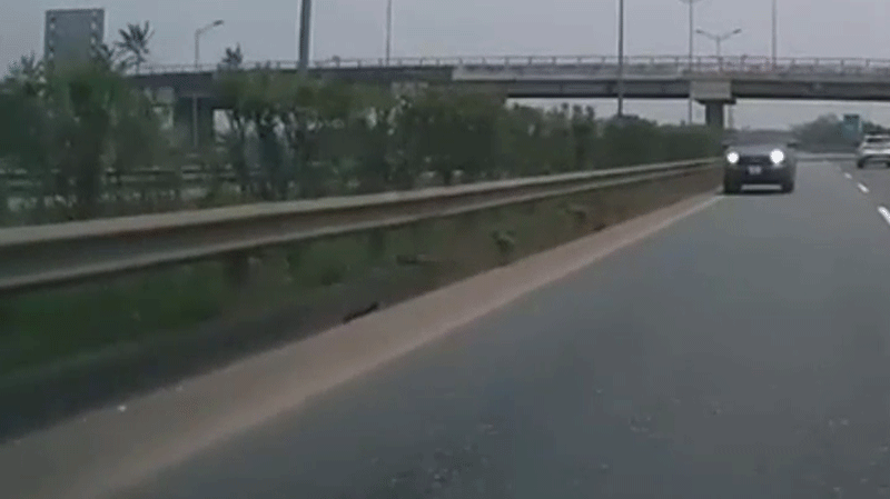 Video: Ngán ngẩm cảnh bán tải “hiên ngang” đi ngược chiều trên cao tốc Nội Bài - Lào Cai ảnh 1 ban-tai-di-nguoc-chieu.gif