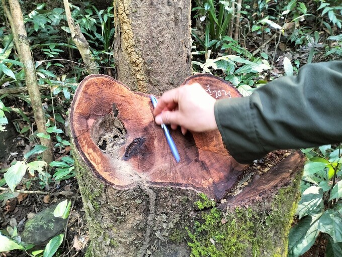 Thanh Hóa: Mở rộng điều tra vụ phá rừng tự nhiên ảnh 1