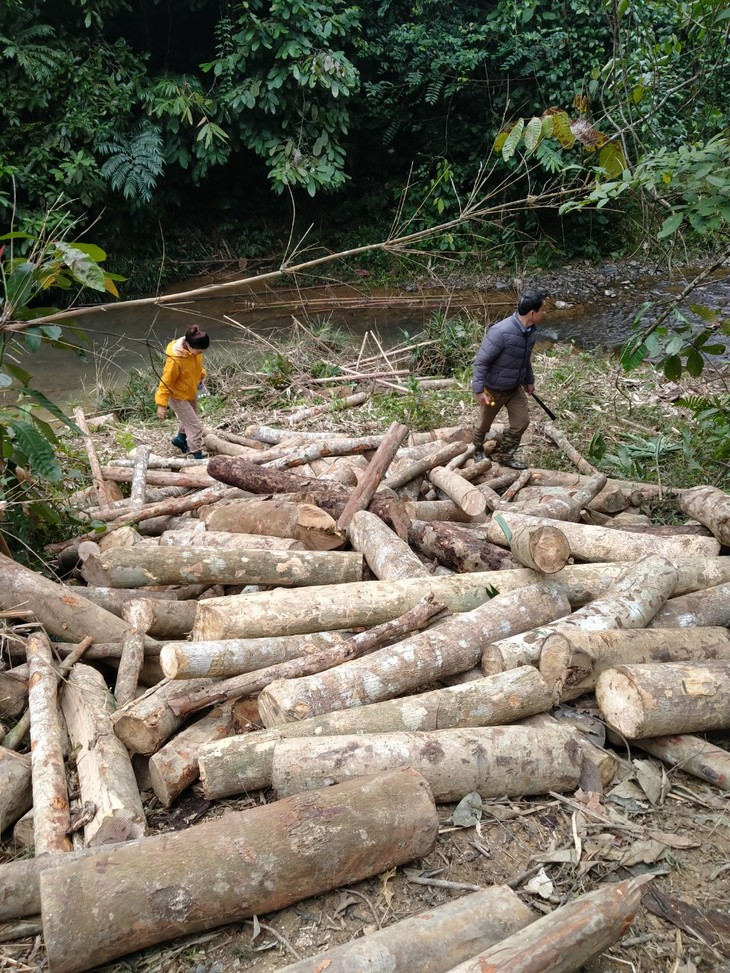 Thanh Hóa: Mở rộng điều tra vụ phá rừng tự nhiên ảnh 3