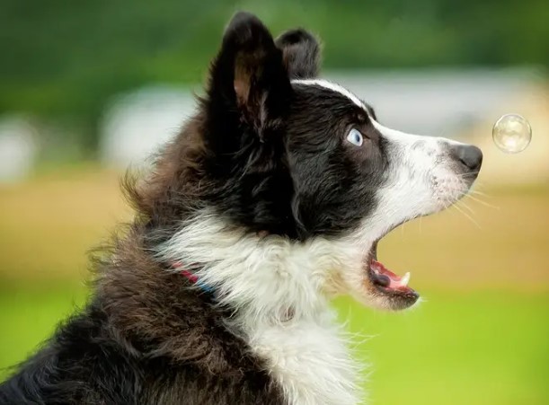 Kinh nghiệm nuôi chó dành cho người mới bắt đầu  Pet Mart