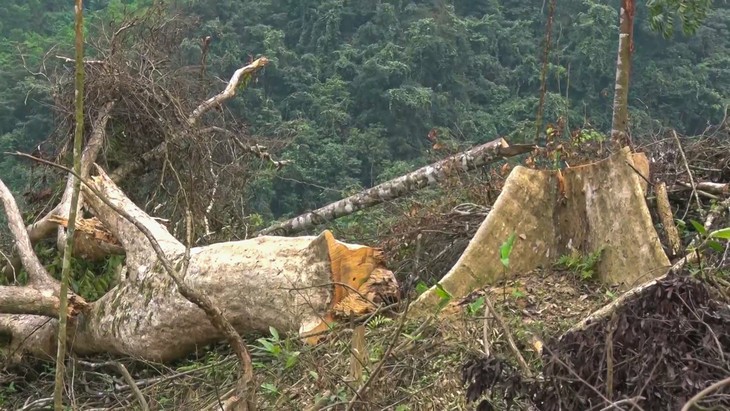 Quảng Bình: Rừng tự nhiên bị chặt phá nghiêm trọng ảnh 1