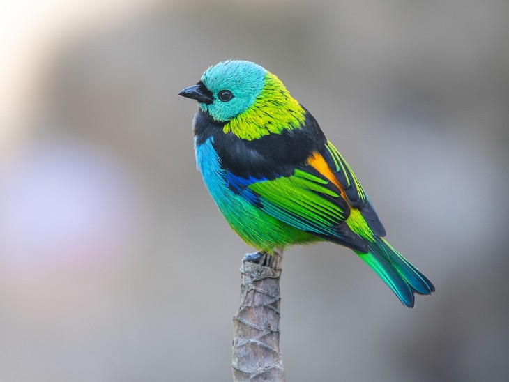7 loài chim kì lạ nhất thế giới có thể bạn chưa từng thấy