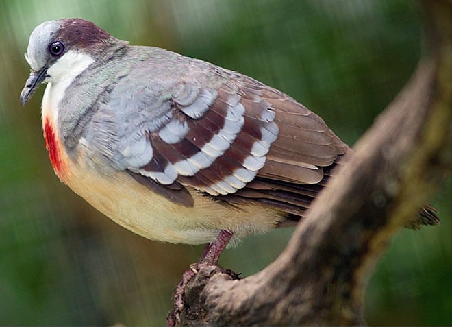 Concerns about the 'rapid heartbeat' of special birds-Figure-3