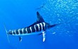 10 loài cá bơi nhanh nhất hành tinh: Bất ngờ số 4! 