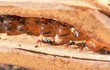 Kinh ngạc loài kiến “nhồi nhét” đồng loại thành hũ mật sống