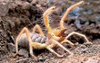 11 loài nhện nguy hiểm nhất hành tinh, chớ dại động vào (2)