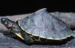 Tận mục những loài rùa có hình dáng kỳ lạ nhất hành tinh