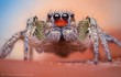 Chùm ảnh đẹp "mê hồn" về loài nhện nhảy độc đáo nhất hành tinh