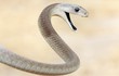 10 loài rắn nguy hiểm nhất hành tinh, đoạt mạng người trong phút mốt 