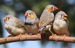 Điểm danh các loài chim di thú vị nhất thế giới