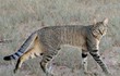 Điểm danh 10 loài mèo hoang dã hiện diện ở châu Phi