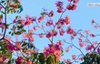 Ngắm khung trời hoa kèn hồng đẹp như tranh tại đường phố TP.HCM
