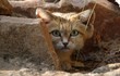 Thú vị loài mèo tai to sống ở nơi khô cằn nhất thế giới