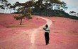 Cảnh đẹp như tranh của đồi cỏ hồng hoang sơ gần Đà Lạt