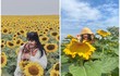 Cánh đồng hoa hướng dương ở Nghệ An hút giới trẻ check-in