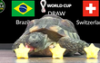 Mèo tiên tri, thần rùa dự đoán tỉ số World Cup 2022 28/11