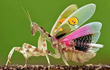 Top côn trùng tuyệt đẹp trên Trái đất, nhìn như sinh vật "ngoài hành tinh"