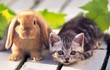Vì sao người Trung Quốc đón năm Thỏ thay vì năm Mèo giống Việt Nam?