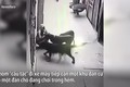 Video: Trộm chó xui xẻo bị cả đàn chó tấn công, xé rách quần áo