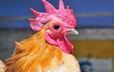 Choáng đại gia HN nuôi gà “quý tộc” giá vài nghìn USD trên sân thượng
